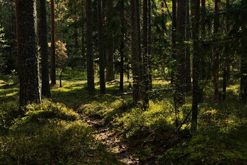 Light and shadows in a morning pine forest