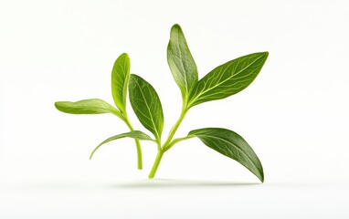 Fototapeta premium plant on a clean white background 