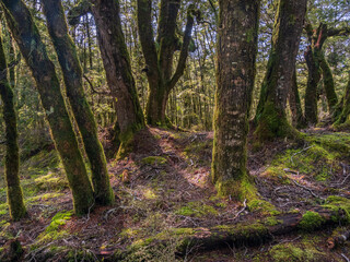 Rainforest Scene West Coast New Zealand