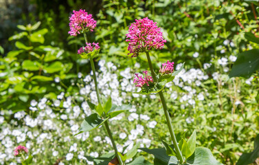 Red valerian flowers in the garden of villa Garzoni in Collodi, Italy
