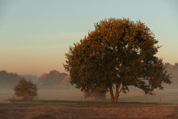Jesienny mglisty poranek, tapeta. © Elżbieta Kaps