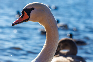 white young swans in lake with blue dark background with sun rays