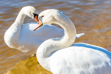 white young swans in lake with blue dark background with sun rays