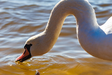 white young swans in lake with blue dark background with sun rays