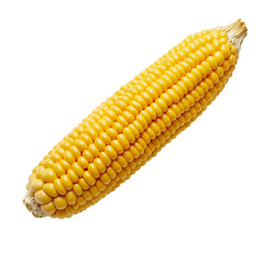 A single ear of corn on a white background. Food isolated with transparency layer PNG.