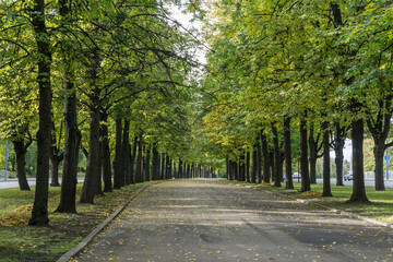 A paved road leads through a lush, green tree-lined walkway. A serene pathway is bordered by tall trees, creating a tranquil atmosphere. The sunlight filters through the leaves, casting dappled shadow