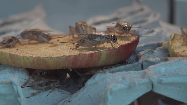 Mimic insects that hide among leaves and twigs