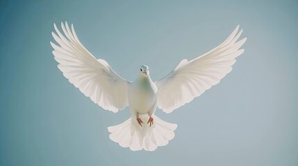 Obraz premium Majestic White Dove in Flight Over Clear Sky