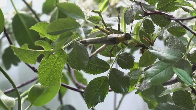 Mimic insects that hide among leaves and twigs
