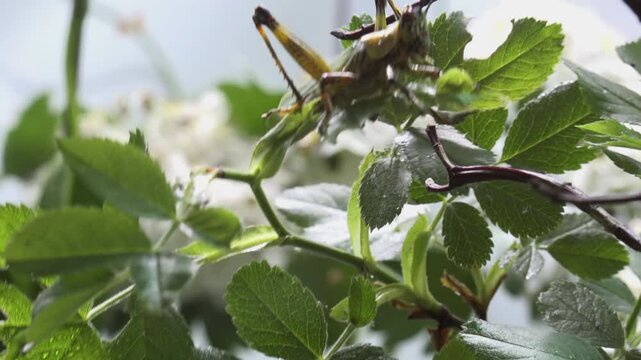 Mimic insects that hide among leaves and twigs