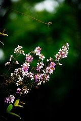Close-up photo of Lagerstroemia floribunda Jack. Purple and white flowers. Blurred green forest background.