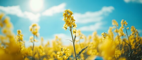 Fototapeta premium Vibrant Field of Blooming Yellow Flowers Under a Bright Blue Sky with Soft Clouds, Capturing the Essence of Spring and Natures Beauty.