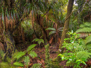 Fototapeta premium Coastal Rainforest New Zealand
