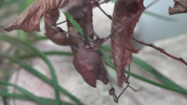 Mimic insects that hide among leaves and twigs