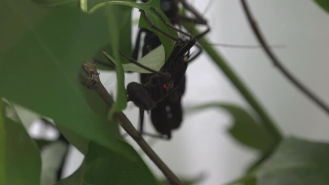 Mimic insects that hide among leaves and twigs