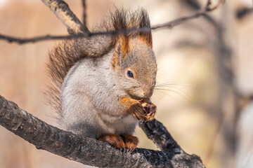Fototapeta premium The squirrel with nut sits on tree in the winter or late autumn