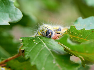 Hairy caterpillar. Buff tip caterpillar. Phalera bucephala