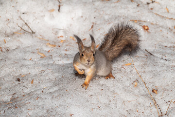 The squirrel in winter sits on white snow.