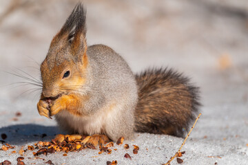 The squirrel in winter sits on white snow.