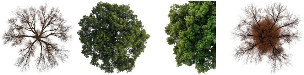 Fototapeta premium The visual captures four trees from above, illustrating their seasonal changes. Each tree varies in color and texture, reflecting the richness of nature's cycles throughout the year