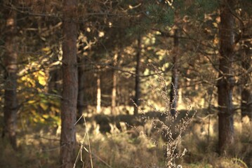 autumn in the forest