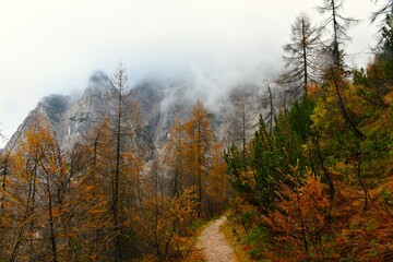 Hiking trail at Vršič in Julian alps, Gorenjska, Slovenia leading past autumn orange colored larch (Larix decidua) trees