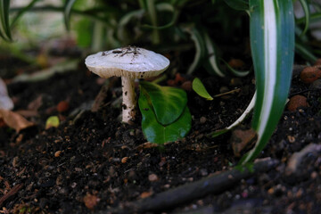 Lepiota dans un jardin en Bretagne
