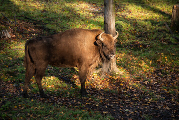 Żubry w zagrodzie w Pszczynie, śląsk, jesienią.  © Elżbieta Kaps