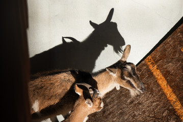 Zwierzęta kozy w zagrodzie żubrów w Pszczynie, Śląsk.  © Elżbieta Kaps