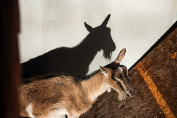 Zwierzęta kozy w zagrodzie żubrów w Pszczynie, Śląsk.  © Elżbieta Kaps