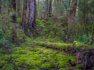 Forest Scene Kepler Track New Zealand