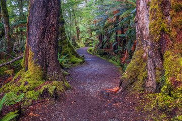 Forest Scene with Track New Zealand