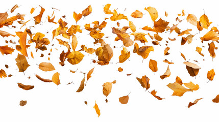 Falling Autumn Leaves, foliage, yellow, orange, brown, nature
