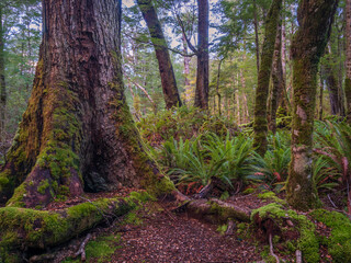 Forest Scene Kepler Track New Zealand