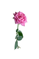 Obraz premium Pink rose flower branch isolated