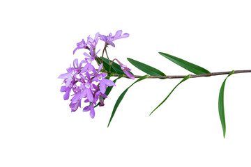 Naklejka premium Purple flower branch isolated