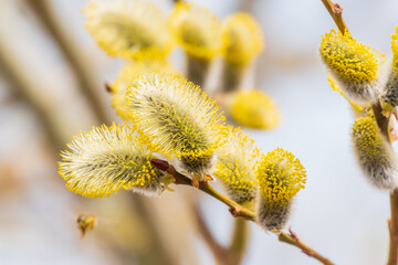 Fototapeta premium Nature awakes in spring. Blooming willow twigs and furry willow-catkins, so called seals or cats. Holly willow, Salix caprea