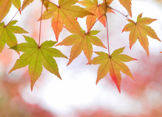 色づき始めたモミジ（葉っぱ）