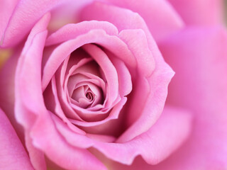 ピンクの薔薇　アップ