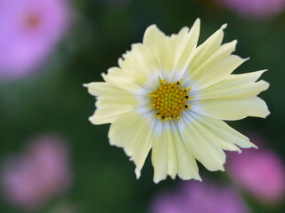 可憐な黄色のコスモス