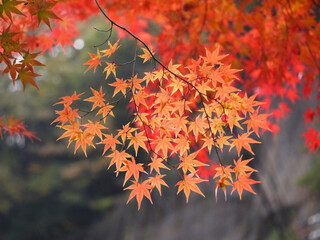 紅葉（葉っぱ）