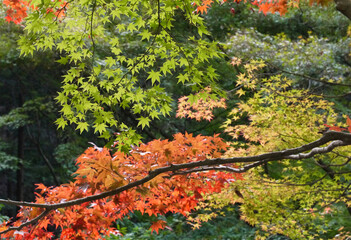 カラフルな紅葉（葉っぱ）