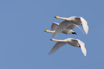 Whooper swan © Risto