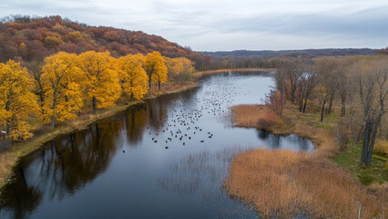 Naklejka premium autumn in the forest