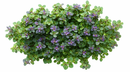 Obraz premium Purple Flowers and Green Leaves Bush Top View, plant, foliage, flora, blossom, blooming