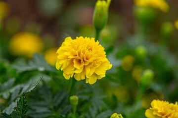 Fototapeta premium Tagetes erecta, comummente conhecido como rosa-de-oiro(grafia alternativa rosa-de-ouro) é uma planta herbácea, que tanto pode ser anual como perene, pertencente à família das asteráceas.