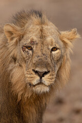 PORTRAIT OF young Male Lion