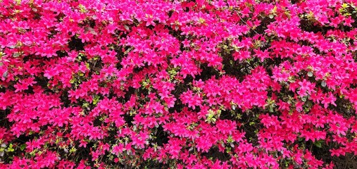 Bright display of Christmas Cheer Azalea Japonica flower vivid pink color