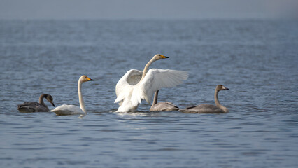 Obraz premium Family of Whooper swans