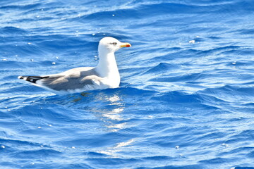 GAVIOTA PATIAMARILLA EN LA COSTA DE TENERIFE